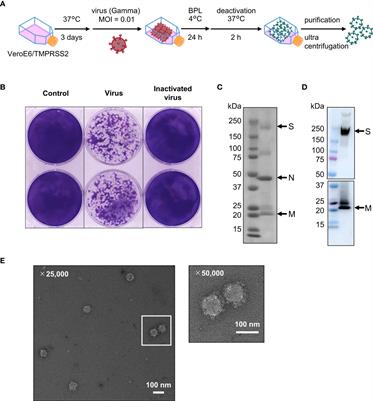 A nasal vaccine with inactivated whole-virion elicits protective mucosal immunity against SARS-CoV-2 in mice